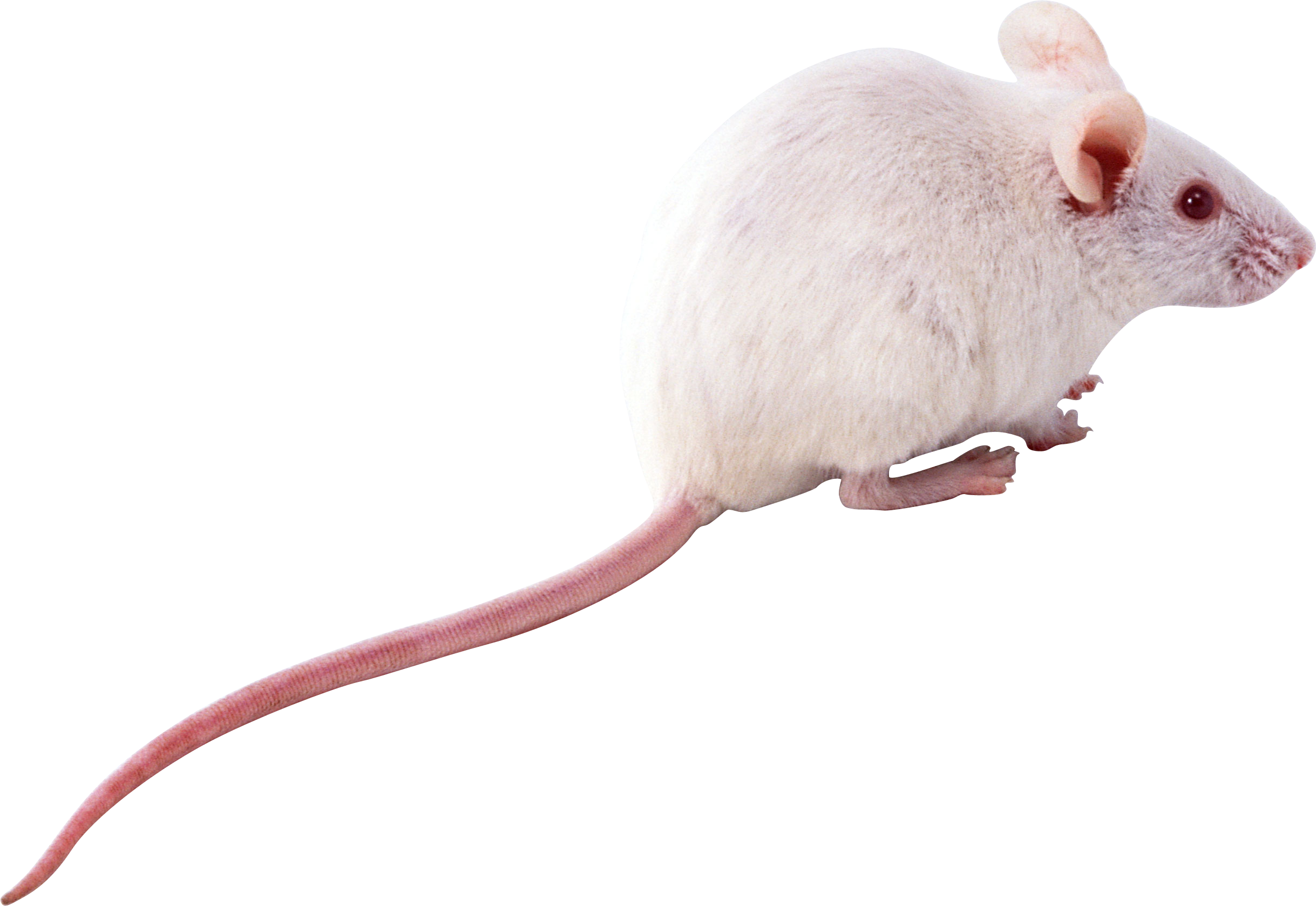 rat